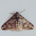 Agriopis leucophaearia (Spring Usher).jpg